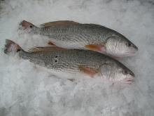 3 to Red Drum