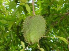 GRAVIOLA POWDER - SOURSOP