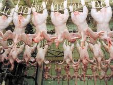  Chicken ,  Chicken  quarters,  chicken   legs ,  chicken  breasts,  Chicken  Wings