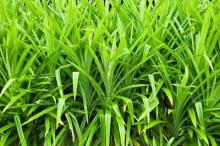  Pandan  leaves
