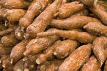  fresh   cassava 