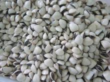  Frozen   white   clam 