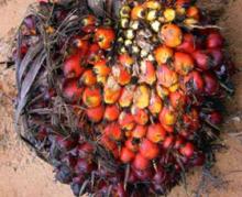 CPO / Crude Palm Oil / RBD Palm Olein