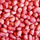 Red skin Peanuts