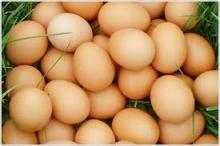 Fresh Chicken Egg