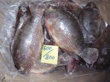 Fresh Frozen Black Whole Tilapia 100-1000g up