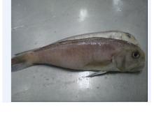 Frozen red horsehead fish (fillet)