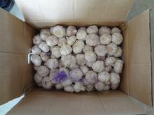 fresh garlic(2012 new crop)