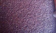 perilla seed