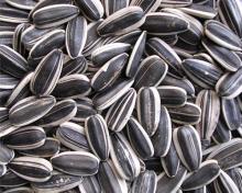 Animal Feeds ,Sunflower seeds,Yellow Sorghum White Sorghum Red Sorghum
