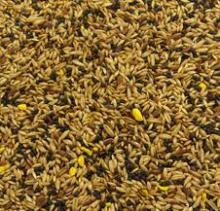 Super  Canary   Seed 