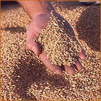Milling Wheat