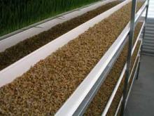 fodder barley