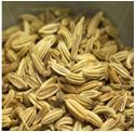 Fennel