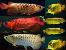 Golden Arowana Fish,Silver Arowana Fish,Super Red Arowana Fish