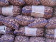 Fresh Peanuts