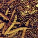 guar seeds