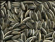 sunflower seeds