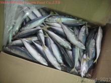 frozen  pacific  mackerel  for tuna  bait  &long liners