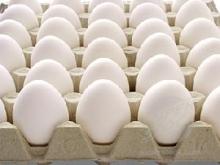 Fresh and Fertile Chicken Eggs