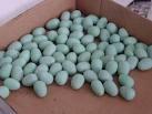 fresh laid fertile hatching turkey eggs