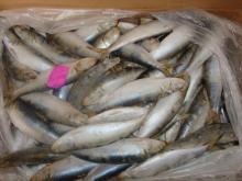 frozen sardine fish for cannery,W/R