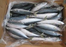 Frozen  Pacific   Mackerel  ( SCOMBER   JAPON ICUS)