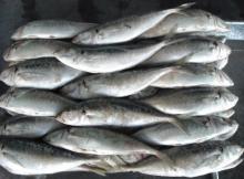 Frozen Horse Mackerel (TRACHURUS JAPONICUS)