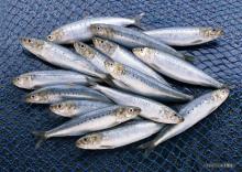 Frozen Sardine fish (Sardinia pilchardus)