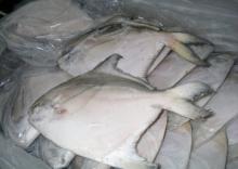 Frozen Silver Pomfret