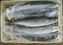 Frozen Spanish mackerel (Scomberomorusniphonius)