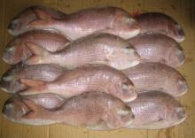  Frozen  Red Sea  Bream (Pagrosomus major)