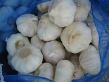 fresh garlic