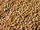 soya beans
