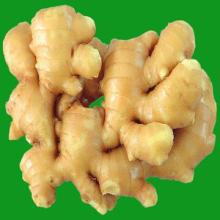 Chinese Good Fresh Ginger