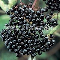 Elderberry Extract