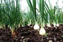 onions