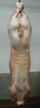 Lamb Carcasses