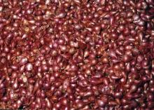 Sell  Shallot   Onion 