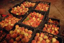 Fresh Peaches