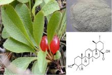  Bearberry   extract  -- 20~98%Ursolic acid -- 77-52-1