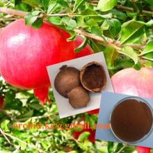 Pomegranate Extract
