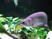 CHILI RED AROWANA FISH AND OTHER AROWANAS FOR SALES
