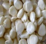  Maize 