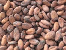 Grade A Cocoa Beans for Sale