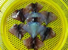 Frozen Squid Wings