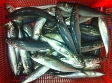 Muroaji for Tuna Bait