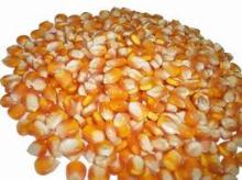 Yellow Corn ( Maize ) Grade#2  Non   GMO 