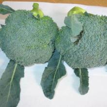 high-quality fresh broccoli