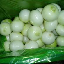 high-quality fresh onion